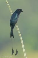 Greater Racket-tailed Drongo-200911-117MSDCF-FYP05298-W.jpg (4575 visits) Greater Racket-tailed Drongo at Jelutong Tower Greater Racket-tailed Drongo-200911-117MSDCF-FYP05298-W.jpg