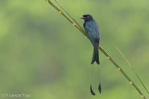 Greater Racket-tailed Drongo-201001-102CANON-FY5R2237-W.jpg (4471 visits) Greater Racket-tailed Drongo at Jelutong Tower Greater Racket-tailed Drongo-201001-102CANON-FY5R2237-W.jpg