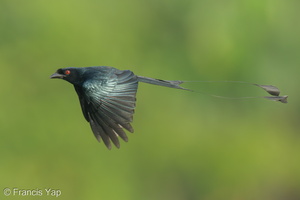 Greater Racket-tailed Drongo-230106-163MSDCF-FYP02967-W.jpg (3293 visits) Greater Racket-tailed Drongo at Jelutong Tower Greater Racket-tailed Drongo-230106-163MSDCF-FYP02967-W.jpg