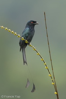 Greater Racket-tailed Drongo-231129-211MSDCF-FYP05010-W.jpg (2072 visits) Greater Racket-tailed Drongo at Jelutong Tower Greater Racket-tailed Drongo-231129-211MSDCF-FYP05010-W.jpg