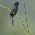 Greater_Racket-tailed_Drongo-231129-211MSDCF-FYP05010-W.jpg