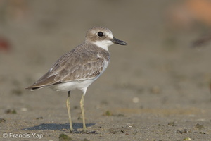 Greater Sand Plover-140923-118EOS1D-FY1X5612-W.jpg
