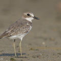 Greater_Sand_Plover-140923-118EOS1D-FY1X5612-W.jpg