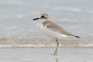 Greater Sand Plover-160822-103EOS1D-F1X27320-W.jpg