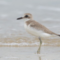 Greater_Sand_Plover-160822-103EOS1D-F1X27320-W.jpg