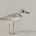 Greater Sand Plover-160919-104EOS1D-F1X24639-W.jpg