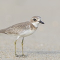Greater_Sand_Plover-160919-104EOS1D-F1X24640-W.jpg