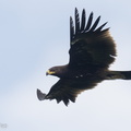 Greater Spotted Eagle-221109-159MSDCF-FYP03245-W.jpg