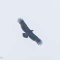 Greater_Spotted_Eagle-231110-210MSDCF-FYP00588-W.jpg