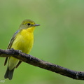 Green-backed_Flycatcher-220121-137MSDCF-FRY02405-W.jpg