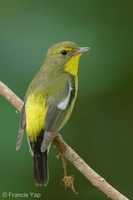 Green-backed Flycatcher-220202-138MSDCF-FRY06773-W.jpg