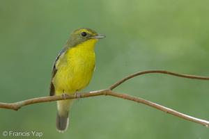 Green-backed Flycatcher-220202-138MSDCF-FRY08001-W.jpg
