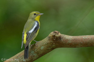 Green-backed Flycatcher-220202-138MSDCF-FRY09310-W.jpg