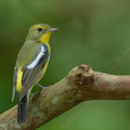 Green-backed_Flycatcher-220202-138MSDCF-FRY09310-W.jpg