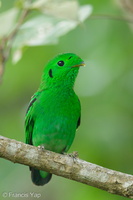 Green Broadbill-210630-115MSDCF-FRY03512-W.jpg (1438 visits) Green Broadbill at Pulau Ubin Green Broadbill-210630-115MSDCF-FRY03512-W.jpg