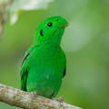 Green_Broadbill-210630-115MSDCF-FRY03512-W.jpg