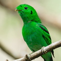 Green_Broadbill-210630-115MSDCF-FRY03839-W.jpg