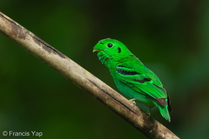Green Broadbill-210630-115MSDCF-FRY04179-W.jpg (4631 visits) Green Broadbill at Pulau Ubin Green Broadbill-210630-115MSDCF-FRY04179-W.jpg