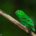 Green Broadbill-210630-115MSDCF-FRY04179-W.jpg