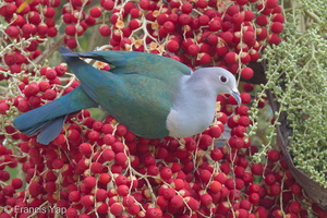 Green Imperial Pigeon-170129-109EOS1D-F1X24742-W.jpg