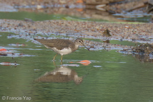Green Sandpiper-230115-164MSDCF-FYP01694-W.jpg