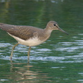 Green_Sandpiper-230115-164MSDCF-FYP05618-W.jpg