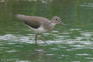 Green Sandpiper-230115-164MSDCF-FYP05720-W.jpg