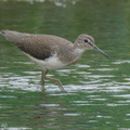 Green Sandpiper-230115-164MSDCF-FYP05720-W.jpg