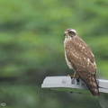 Grey-faced_Buzzard-220206-139MSDCF-FRY05989-W.jpg