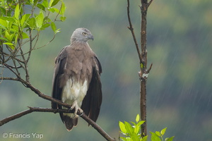 Grey-headed Fish Eagle-170714-112EOS1D-F1X23343-W.jpg (4542 visits) Grey-headed Fish Eagle at MacRitchie Reservoir Grey-headed Fish Eagle-170714-112EOS1D-F1X23343-W.jpg