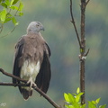 Grey-headed_Fish_Eagle-170714-112EOS1D-F1X23343-W.jpg