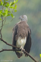 Grey-headed Fish Eagle-170714-112EOS1D-F1X23504-W.jpg (4564 visits) Grey-headed Fish Eagle at MacRitchie Reservoir Grey-headed Fish Eagle-170714-112EOS1D-F1X23504-W.jpg