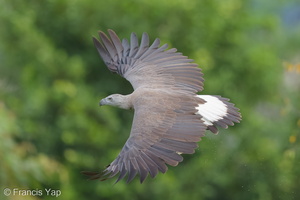 Grey-headed Fish Eagle-200922-100CANON-FY5R3643-W.jpg (4477 visits) Grey-headed Fish Eagle at Sungei Ulu Pandan Grey-headed Fish Eagle-200922-100CANON-FY5R3643-W.jpg