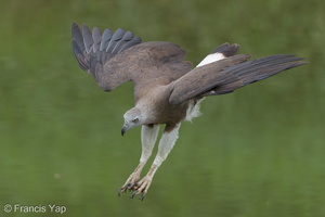 Grey-headed Fish Eagle-201006-103CANON-FY5R4494-W.jpg (4545 visits) Grey-headed Fish Eagle at Sungei Ulu Pandan Grey-headed Fish Eagle-201006-103CANON-FY5R4494-W.jpg