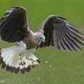 Grey-headed Fish Eagle-240312-219MSDCF-FYP00395-W.jpg