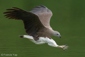 Grey-headed Fish Eagle-240321-220MSDCF-FYP00510-W.jpg (2055 visits) Grey-headed Fish Eagle at Singapore Quarry Grey-headed Fish Eagle-240321-220MSDCF-FYP00510-W.jpg