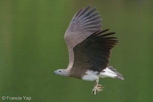 Grey-headed Fish Eagle-240321-220MSDCF-FYP00704-W.jpg (2050 visits) Grey-headed Fish Eagle at Singapore Quarry Grey-headed Fish Eagle-240321-220MSDCF-FYP00704-W.jpg