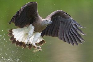 Grey-headed Fish Eagle-240325-220MSDCF-FYP02920-W.jpg (2016 visits) Grey-headed Fish Eagle at Singapore Quarry Grey-headed Fish Eagle-240325-220MSDCF-FYP02920-W.jpg