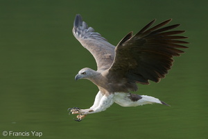 Grey-headed Fish Eagle-240521-228MSDCF-FYP08735-W.jpg