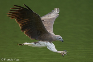 Grey-headed Fish Eagle-240523-228MSDCF-FYP09868-W.jpg (1961 visits) Grey-headed Fish Eagle at Singapore Quarry Grey-headed Fish Eagle-240523-228MSDCF-FYP09868-W.jpg