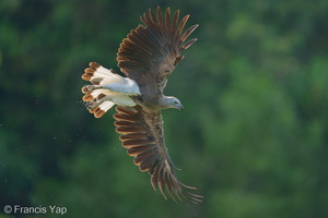 Grey-headed Fish Eagle-250609-110FRYAP-FYA02309-W.jpg (1170 visits) Grey-headed Fish Eagle at Singapore Quarry Grey-headed Fish Eagle-250609-110FRYAP-FYA02309-W.jpg