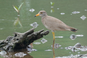 Grey-headed Lapwing-111105-109EOS7D-IMG_1133-W.jpg (4451 visits) Grey-headed Lapwing at Sungei Buloh Wetland Reserve Grey-headed Lapwing-111105-109EOS7D-IMG_1133-W.jpg
