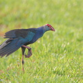 Grey-headed_Swamphen-110601-103EOS1D-FYAP1154-W.jpg