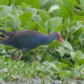 Grey-headed_Swamphen-111026-108EOS7D-IMG_8627-W.jpg