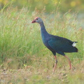 Grey-headed_Swamphen-120628-112EOS1D-FYAP0795-W.jpg