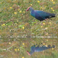 Grey-headed_Swamphen-120712-112EOS1D-FYAP3361-W.jpg