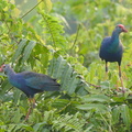 Grey-headed_Swamphen-120914-101EOS1D-FY1X6288-W.jpg