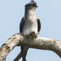 Grey-rumped_Treeswift-110507-102EOS1D-FYAP6532-W.jpg