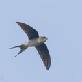 Grey-rumped_Treeswift-150121-101EOS7D-FY7D5703-W.jpg