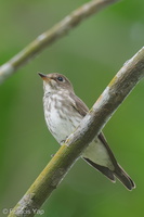 Grey-streaked Flycatcher-211113-128MSDCF-FRY03153-W.jpg